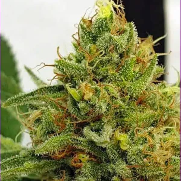 Miss Orange Nectar > ZmoothieZ | Feminized Cannabis   |  Sativa
